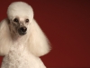 Poodle 002