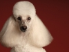 Poodle 003