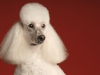 Poodle 004