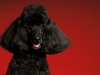 Poodle 005