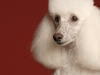 Poodle 010