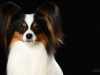 Presley001