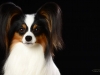 Presley002