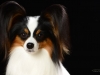 Presley003