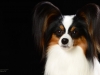 Presley004