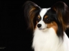 Presley005