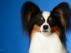 Presley006