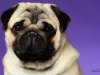Pug011