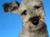 Pumi006