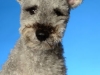 Pumi009