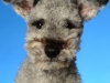 Pumi011