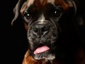 Raisin004