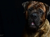 Ralphie002