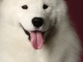 Samoyed001