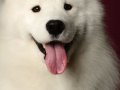 Samoyed002