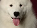 Samoyed003