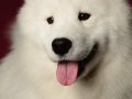 Samoyed004