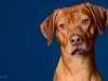 Rhodesian001