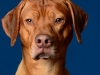 Rhodesian004