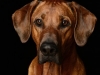 Ridgeback002