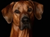 Ridgeback003