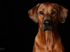 Ridgeback004