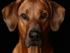 Ridgeback005