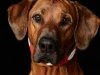 Ridgeback006