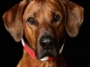 Ridgeback007