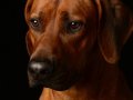 Riggs003