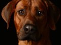 Riggs004
