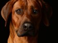 Riggs006