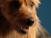 Ringo 001