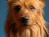 Ringo 004