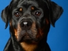 Rottie001