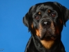 Rottie002