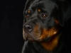 Rottie004