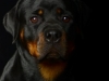 Rottie005