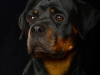 Rottie006