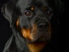 Rottie007