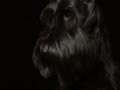 Sable001