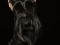 Sable002