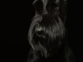 Sable003