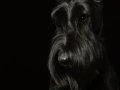 Sable004