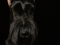 Sable006