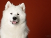 samoyed001