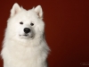 samoyed002