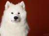 samoyed003