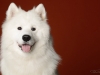 samoyed004