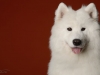 samoyed005